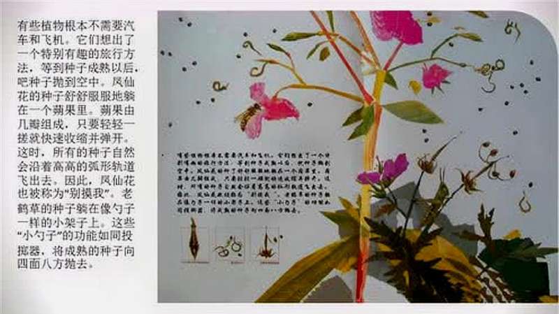 种子嘟嘟的大旅行